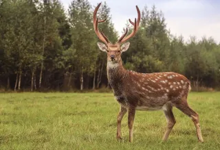 Парк Животных - Жители нашего парка - фото 10