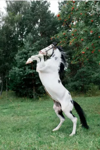 Наносы Отдых - Атмосфера - фото 5