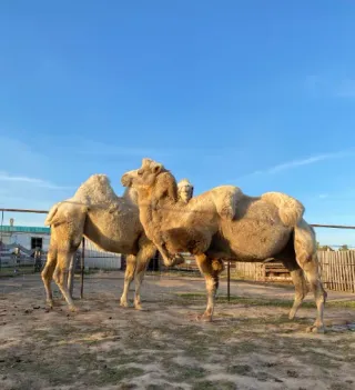 Баннер компании ДоРеНи