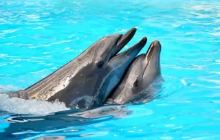 Минский Дельфинарий - Представление - фото 6