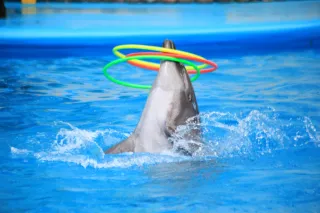 Минский Дельфинарий - Представление - фото 7