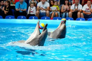 Минский Дельфинарий - Представление - фото 3