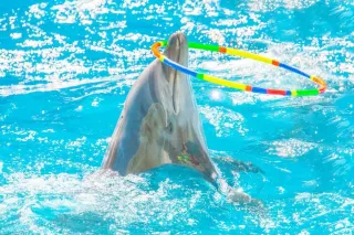 Минский Дельфинарий - Представление - фото 5