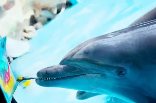 Минский Дельфинарий - Представление - фото 2