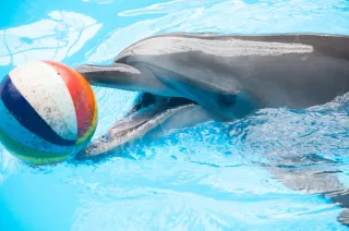 Минский Дельфинарий - Представление - фото 8