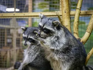 Баннер компании ZOOпарк